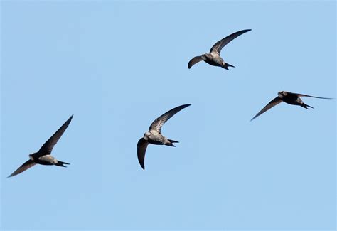 flapping  wings  drone soars   rest create