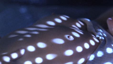 naked cindy crawford in fair game