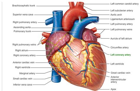 anatomy   heart central georgia heart center