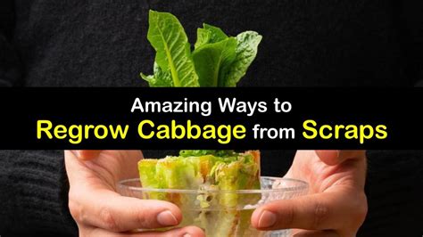 regrow cabbage simple tricks  replanting cabbage scraps