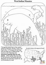 Coloring Manatee Pages Indian West sketch template