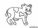 Cow Cute Coloring Cartoon Drawing Caw Line Pages Cows sketch template