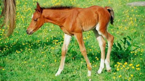 differences   filly colt   foal