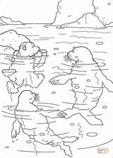 Coloring Polar Bear Little Swimming Pages Lars Walrus Seals Book Info Supercoloring Kids Silhouettes Choose Fun Board Coloriage sketch template
