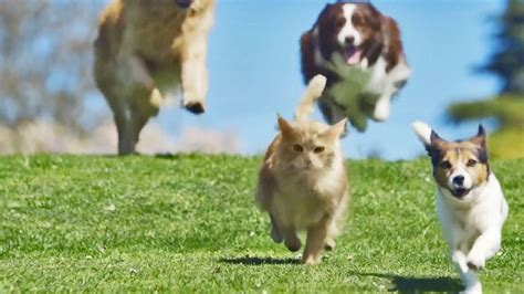dog chasing   cat