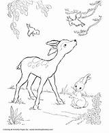 Coloring Pages Deer Wild Kids Honkingdonkey Bambi Animal sketch template
