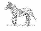 Zebra Plains sketch template