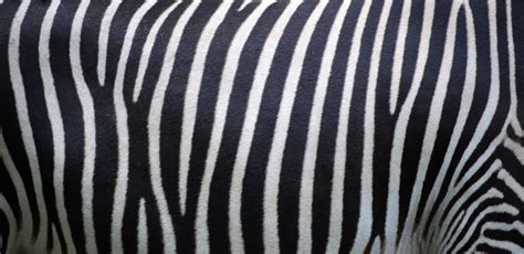 zebra stripes animal royalty  photo