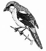 Shrike Clipart Illustration Bird Vector Designlooter Svg sketch template