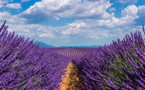lavender field wallpapers wallpaper cave