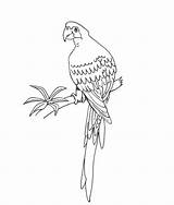 Parrot Coloring Printable Kids Pages sketch template