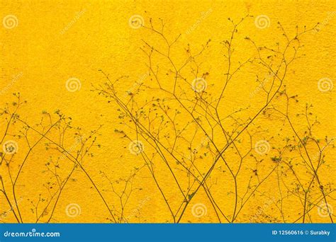 yellow wall stock photo image  floral brush climber