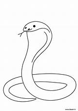 Cobra Coloring Snake Reptile Mots Animals sketch template