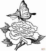Fiori Farfalla Fiore Schmetterling Farfalle Motyl Borboleta Blumen Butterflies Schmetterlinge Kwiatku Kolorowanka Druku Pelicans Supercoloring Ausmalbild Blume sketch template