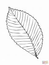 Blatt Ulme Elm Colorare Disegni Ausmalen Ausmalbild Foglia Leaf Kostenlos Cork Ausdrucken sketch template