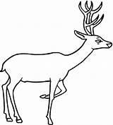 Deer Coloring Pages Drawing Clipart Kids Printable Line Animal Template Outline Wildlife Print Dear Drawings Baby Animals Templates Tailed Clip sketch template