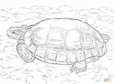 Coloring Pages Tortoise Desert Sulcata Printable Drawing Print Popular sketch template