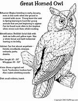 Owl Coloring Pages Horned Great Kids Color Birds Printable Animal Owls Bird Facts Sheets Prey Crafts Printables Choose Board Adult sketch template