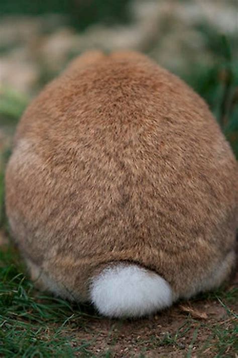 bunny tail kindred furry souls pinterest
