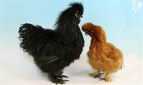 silkie chickens  theyre  teddy bear   poultry world
