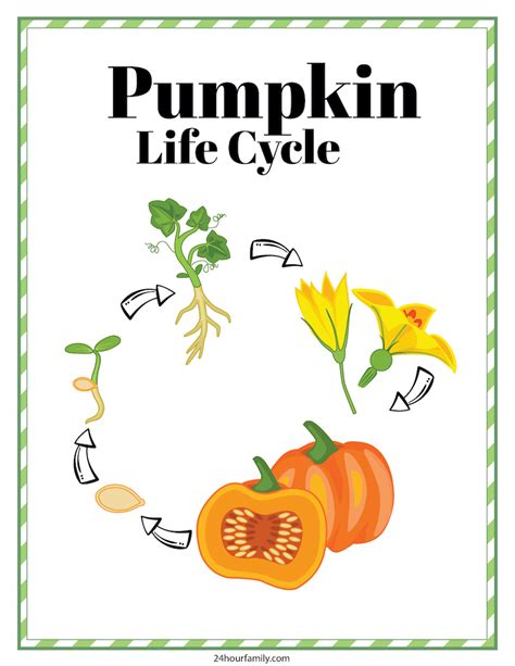 life cycle  pumpkin printable