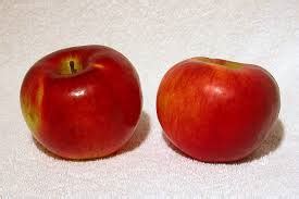 buy cortland apple trees