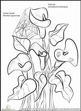 Calla Lily Lilies Colouring Printablecolouringpages sketch template