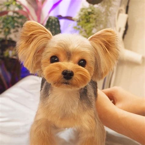 adorable yorkie haircuts   puppy