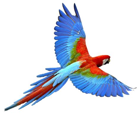 parrot flying amazing wallpapers