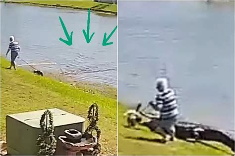 gator   horrifying video shows  alligator attack   year   florida
