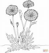 Marigold Dandelion Ausmalbilder Blumen Malvorlagen Goudsbloem Malvorlage Calendula sketch template