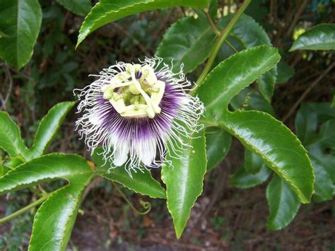 Passiflora Edulis Passion Fruit Possum Purple Etsy