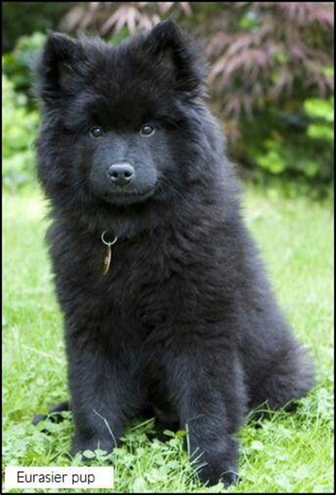 images  eurasier dog  pinterest chow chow beautiful dogs  search