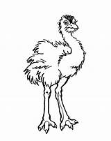 Emu Coloring Pages Colouring Sheets Gruff Billy Goats Bird Australian Activities Three Printable Google Edward Edwina Book Birds Color Animals sketch template