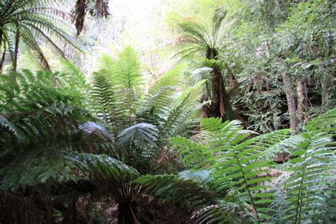 araflora exotic flora and more tasmanian tree fern