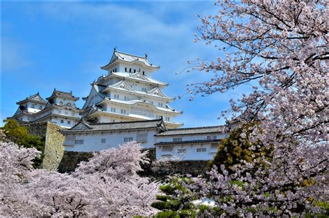 osaka temple cherry blossom japan tourist spots