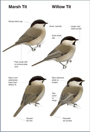 marsh and willow tits birdguides