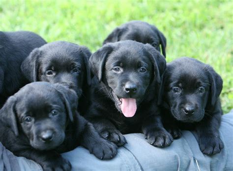 black labrador retriever puppies  sale hidden pond labradors