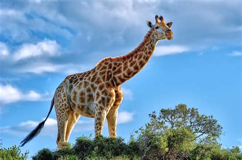 giraffe hd animals  wallpapers images backgrounds