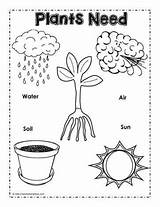 Plants Need Plant Needs Coloring Activities Poster Worksheets Preschool Kindergarten Kids Parts Science Do Pages Worksheet Grade Worksheetplace Classroom Sunlight sketch template