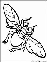 Coloring Housefly Fun Kids sketch template