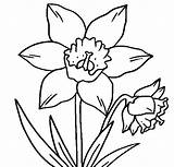 Daffodil Coloring Flower Daffodils Clipart Pages Drawing Flowers Outline Online Clip Crocus Color Printable Drawings Cliparts Clipartbest Narcissus Trace Books sketch template