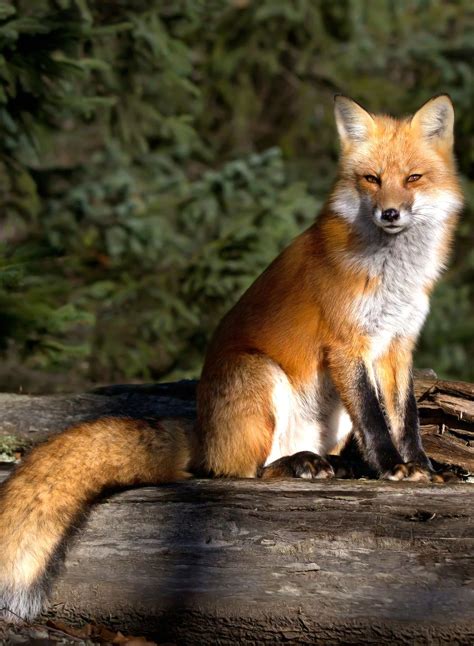 red fox rfoxes