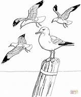 Coloring Seagull Pages Seagulls Dessin Printable Ausmalbilder Flying Drawings Drawing Supercoloring Coloriage Tattoo Vögel Tiere Mouette Birds Gaviotas Para Gull sketch template