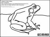 Frogs Bullfrog sketch template