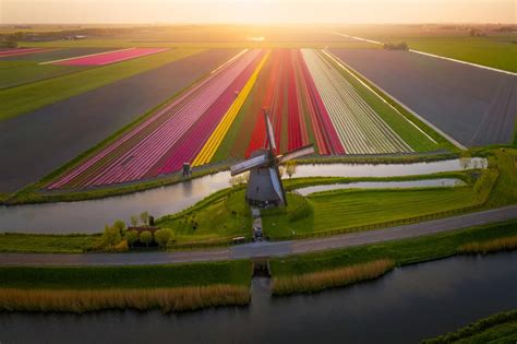 tulip fields   windmill   netherlands mostbeautiful