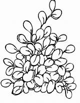 Coloring Plant Plants Pages Herbs Jade Flowers Printable Drawing Trees Potted Kids Handipoints Ocean Plantas Para Colorir House Parts Color sketch template