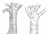 Bark Tree Texture Drawing Draw Paintingvalley Sample Drawings sketch template