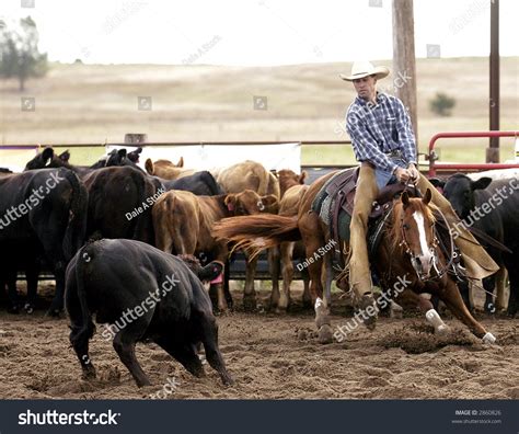 cutting horse  rider stock photo  shutterstock