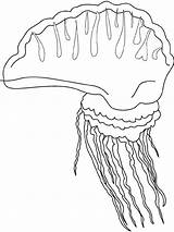 Medusa Medusas Fische Viva Verschiedene Pesce Pesci Portugese Animali Pintarcolorir Malvorlage sketch template